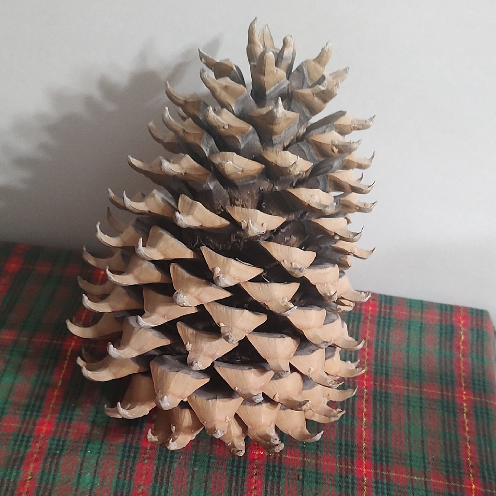 Large Pine Cone